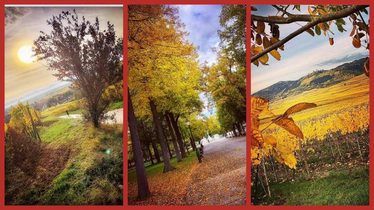 N¨°1 Schongauer Gite De Charme Centre Touristique Колмар Екстериор снимка